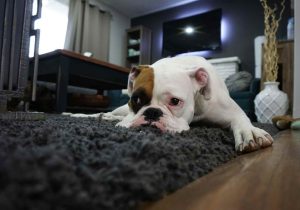 Living Happily with Furry Friends